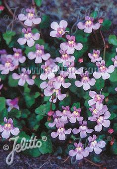 CYMBALARIA muralis   Portion(s)