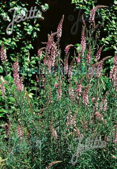 LINARIA purpurea  'Canon Went' Portion(s)