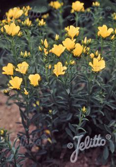 LINUM dolomiticum   Portion(s)