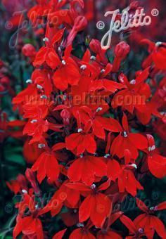 LOBELIA speciosa F1 Starship-Serie 'Starship Scarlet' Portion(en)