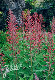 LOBELIA tupa   Portion(s)