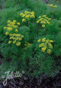 LOMATIUM grayi   Portion(s)