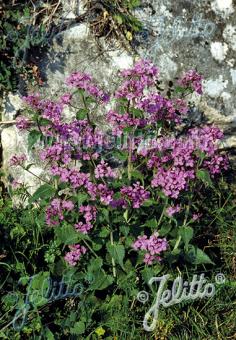 LUNARIA annua   Portion(s)