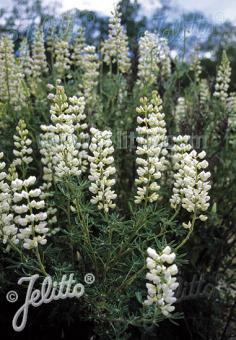 LUPINUS arboreus f. albiflorus   Portion(en)