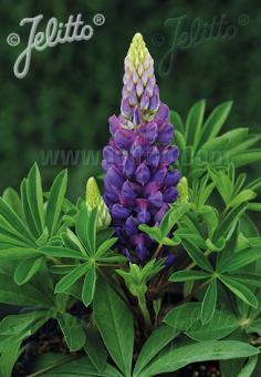 LUPINUS Perennis-Hybr. Nanus Russell Mini-Gallery-Series 'Mini-Gallery(R) Blue' Portion(s)