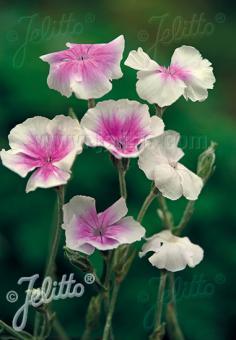 LYCHNIS coronaria  'Oculata' Portion(s)