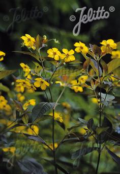 LYSIMACHIA ciliata   Portion(en)