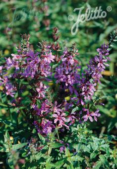 LYTHRUM salicaria   Portion(en)