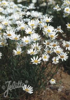 LEUCANTHEMUM graminifolium   Portion(en)