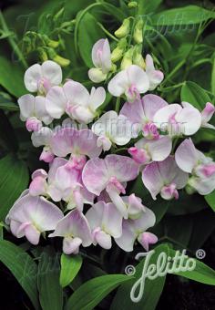 LATHYRUS latifolius  'Rosa Perle' Korn