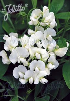 LATHYRUS latifolius  'Weiße Perle' Korn