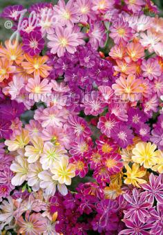 LEWISIA Cotyledon-Hybr.  'Regenbogen' Gramm