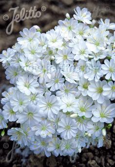 LEWISIA Cotyledon-Hybr. Sunset-Series 'Sunset Alba-White' Seeds
