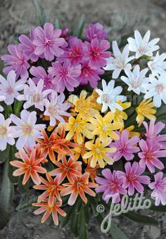 LEWISIA Longipetala-Hybr. Little-Serie 'Little Tutti Frutti' Korn