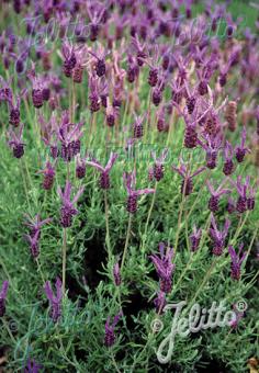 LAVANDULA pedunculata   Portion(en)