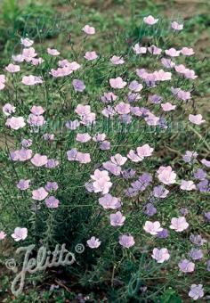 LINUM perenne   Portion(s)