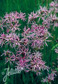 LYCHNIS flos-cuculi   Portion(en)