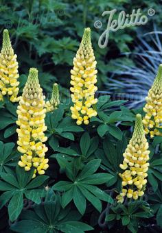 LUPINUS Perennis-Hybr. Russell Band of Nobles Series 'Kronleuchter' Portion(s)