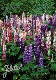 LUPINUS Perennis-Hybr. Russell Band of Nobles Serie 'Russellmischung' Portion(en)