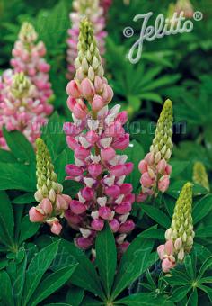 LUPINUS Perennis-Hybr. Nanus Russell Gallery-Series 'Gallery Pink-White' Portion(s)