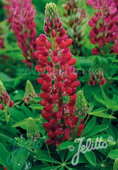 LUPINUS Perennis-Hybr. Nanus Russell Gallery-Series 'Gallery Red' Portion(s)