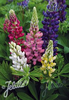 LUPINUS Perennis-Hybr. Nanus Russell Gallery-Series 'Gallery Mix' Portion(s)