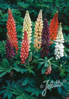 LUPINUS Perennis-Hybr. Russell 'Woodfield Hybrids' Portion(s)