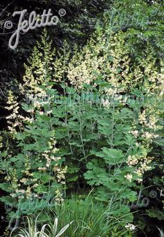 MACLEAYA cordata (Willd.)   Portion(en)