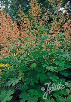 MACLEAYA microcarpa   Portion(s)