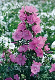 MALVA alcea var. fastigiata   Portion(s)