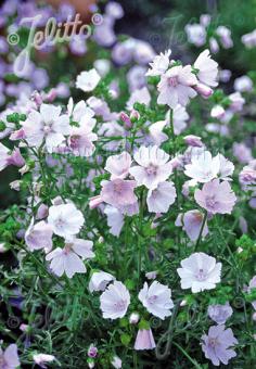 MALVA moschata  'Appleblossom' Portion(en)