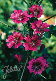 MALVA sylvestris ssp. mauritiana   Portion(en)