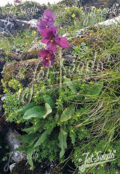 MECONOPSIS balangensis   Portion(en)