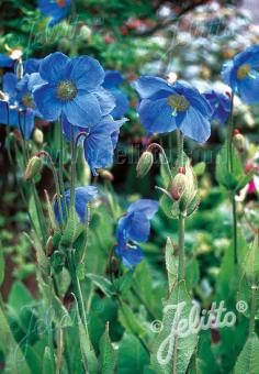 MECONOPSIS x sheldonii  'Lingholm' (Fertile Blue Group) Portion(s)