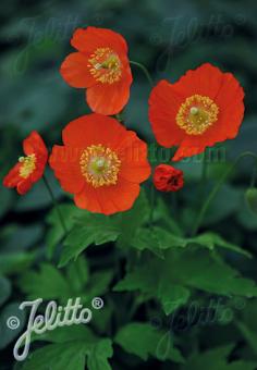 MECONOPSIS cambrica  'Frances Perry' Portion(s)