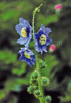 MECONOPSIS horridula   Portion(en)