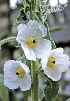 MECONOPSIS superba   Portion(en)