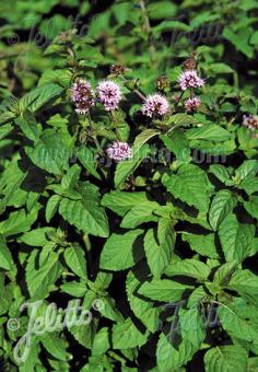 MENTHA aquatica   Portion(en)