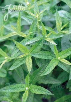 MENTHA longifolia   Portion(en)