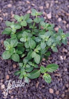 MICROMERIA thymifolia   Portion(en)