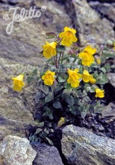 MIMULUS guttatus   Portion(en)