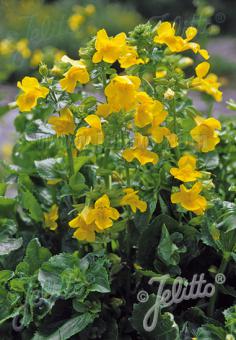 MIMULUS luteus   Portion(en)