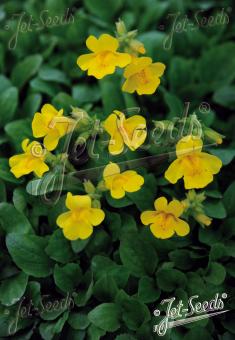 MIMULUS luteus   Portion(s)