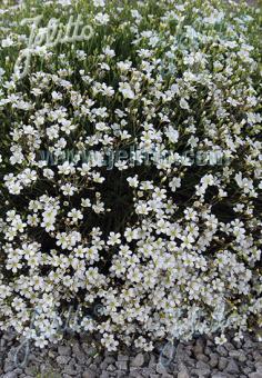 MINUARTIA laricifolia   Portion(s)