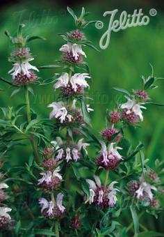 MONARDA pectinata   Portion(en)