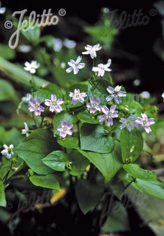 CLAYTONIA sibirica   Portion(en)