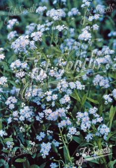 MYOSOTIS scorpioides   Portion(en)