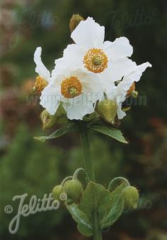 MECONOPSIS betonicifolia var. alba   Seeds