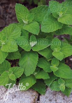 MENTHA suaveolens   Portion(s)