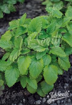 MELISSA officinalis   Portion(s)
